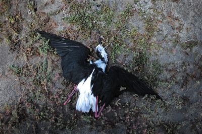 死去的鳥兒達到200多只，還有鳥兒在湖邊淤泥中掙扎著。