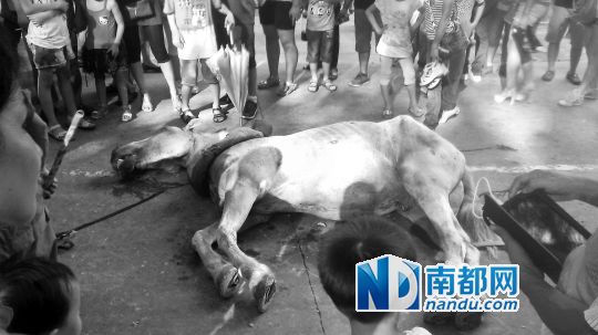 死馬拉的車。 游客圍觀死馬。游客供圖