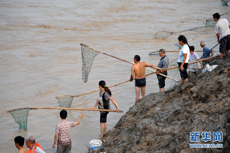 7月6日,在山西省平陸縣黃河岸邊,人們在河邊捕撈黃河“流魚”。