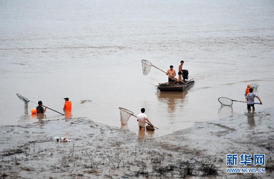 7月6日,在山西省平陸縣黃河河道內,人們在捕撈黃河“流魚”。
