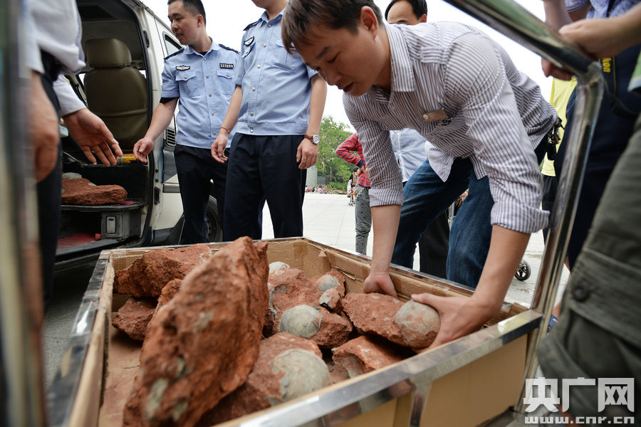 2015年4月19日，廣東河源，道路改造施工現(xiàn)場，挖出一大窩恐龍蛋化石。