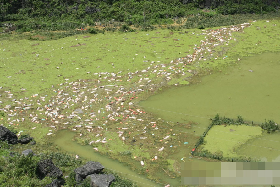 廣西一養殖場被淹 1.6萬余頭死豬浸泡水中