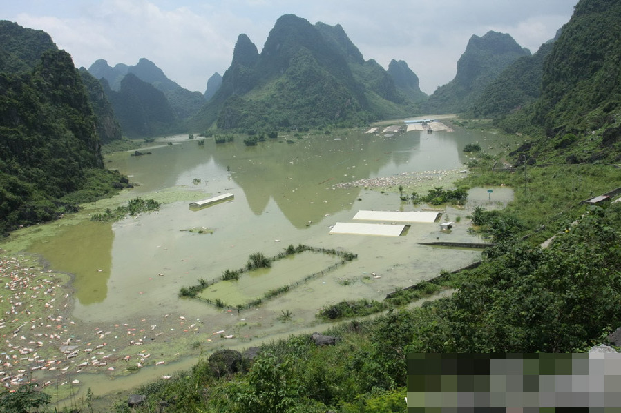 廣西一養殖場被淹 1.6萬余頭死豬浸泡水中