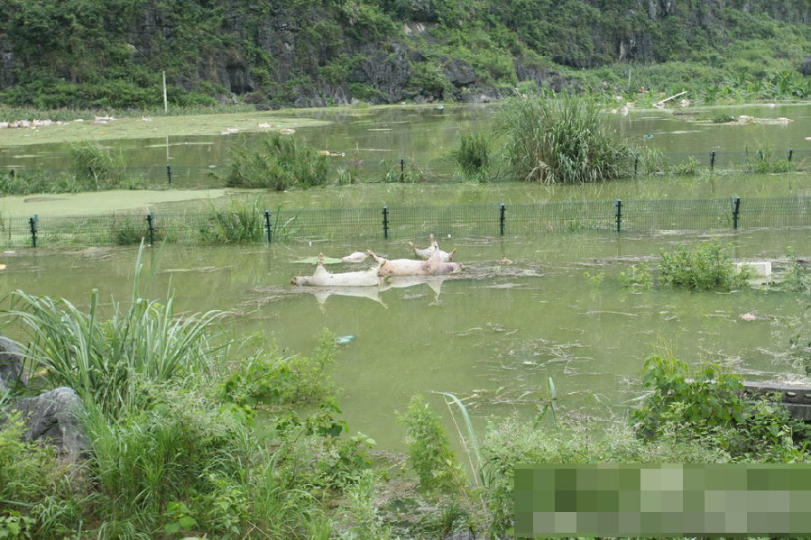 廣西一養殖場被淹 1.6萬余頭死豬浸泡水中