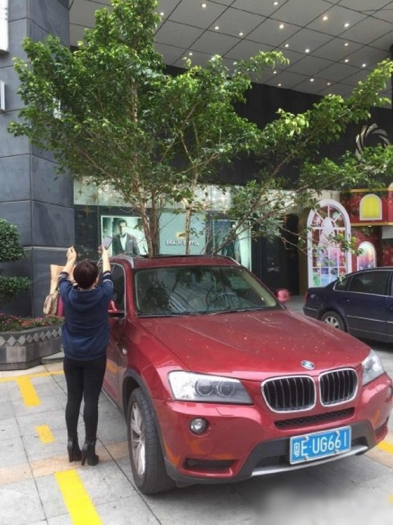 一輛停在停車位上的寶馬轎車，被墜落的樹枝砸中，樹枝徑直插入車內，現場引發不少市民圍觀拍照。