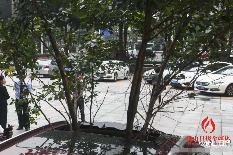 一輛停在停車位上的寶馬轎車，被墜落的樹枝砸中，樹枝徑直插入車內，現場引發不少市民圍觀拍照。