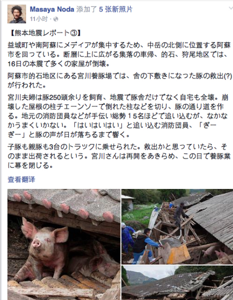 熊本地震后現“豬堅強” 救出后被送屠宰場