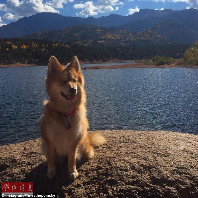 狐貍還是狗？藍眼睛萌寵走紅網絡
