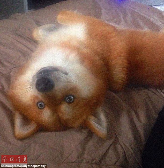 狐貍還是狗？藍眼睛萌寵走紅網絡