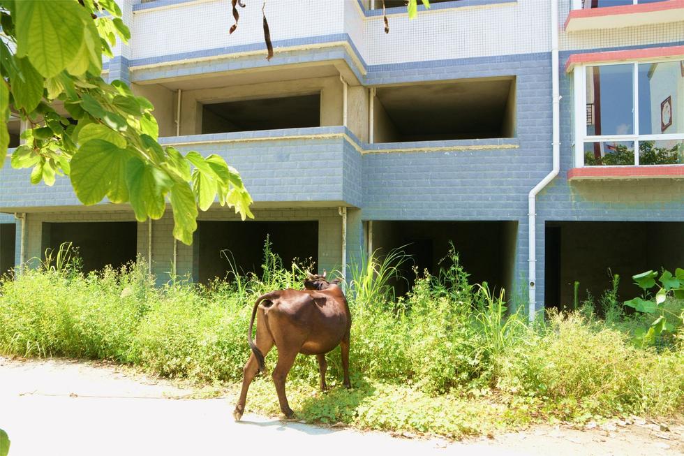 2016年7月26日，村民在廣西來賓市忻城縣隆達山水福城荒廢別墅間放牛。