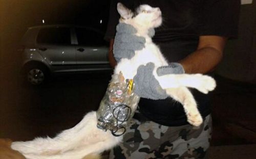 資料圖：2013年，巴西警方抓獲“協助”罪犯越獄的貓咪