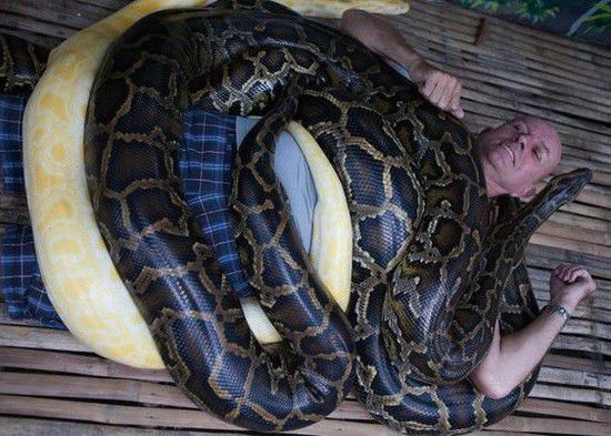 菲律賓一家動物園為游客提供蟒蛇按摩服務。
