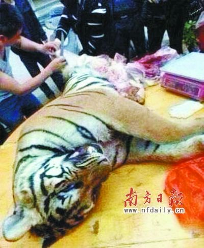 　殺虎現(xiàn)場(chǎng)。由匿名受訪人提供