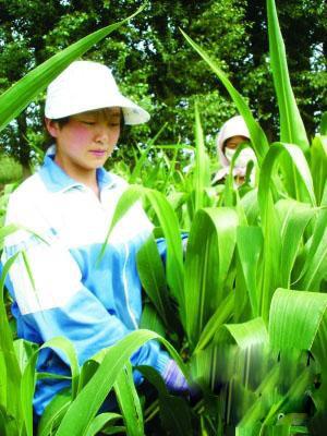 孫女考出好成績 花甲奶奶奔波籌學(xué)費(fèi)