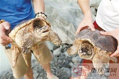 楊先生買來的鱷龜有很強的攻擊性。見習記者 雷鍵 攝