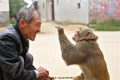 10月13日，新野縣鮑灣村耍猴人楊林貴蹲在家門口和自己的猴子玩耍。楊林貴，耍猴近三十年。