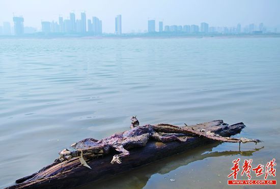 23日上午，瀏陽河與湘江交匯的地方發現了一條鱷魚的尸骸。