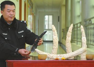 1月5日，辦案民警展示擋獲的犀牛角、盔犀鳥頭、象牙制品。