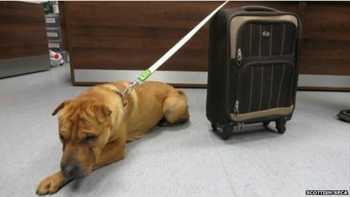 這只雄性的雜交沙皮犬被連同行李箱被拴在火車站外的欄桿上。