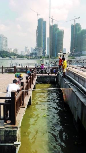 一群人正在打撈放生的龜、魚等。信息時報記者 陳文杰 攝