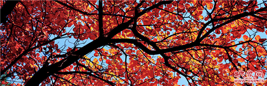 多彩嵩山,紅葉情濃 2014第五屆嵩山紅葉節即將在少林景區舉辦