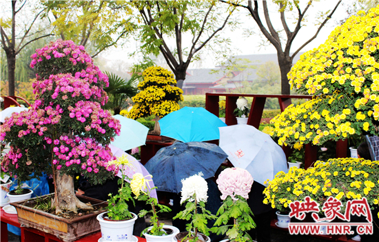 天好、花美 中國開封第32屆菊花文化節延長一周