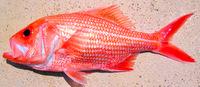 澳洲一條紅衫魚已活84年創西澳魚壽命紀錄(圖)