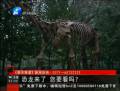 恐龍來了 你要看么？