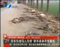 貨車(chē)闖入羊群 31只死羊倌受傷
