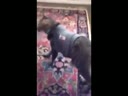 醉酒的貓咪回到家后各種搞笑！
