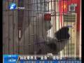 如此寄養太“業余” 寵物健康難保障