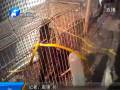 “野鳥”現鳥市 公然被叫賣