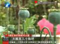 高檔別墅庭院 驚現68株罌粟