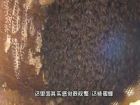 山頂上產出野蜂蜜-鄉村服務社