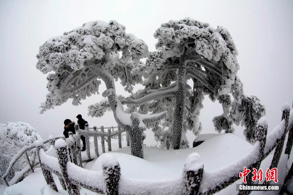 12月18日，雪后的安徽黃山風景區出現了大面積雪凇美景，銀裝素裹，玉樹瓊枝，游人置身其間，如醉如癡。