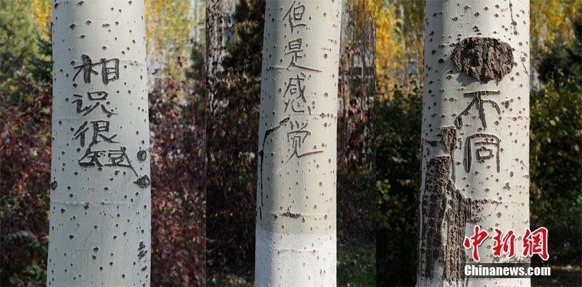 長(zhǎng)春街頭93棵白楊樹被刻上百字情書